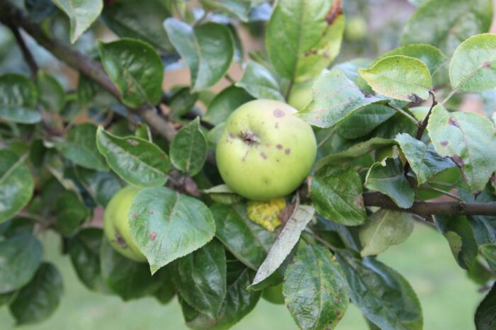 owoce, jabłka, parch jabłoni, kwieciak jabłkowiec, choroby, sad, sadownictwo