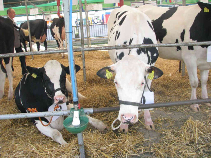 poglowie_mleczne_kucman