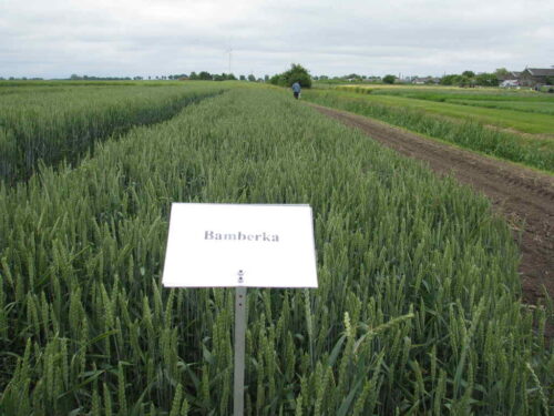 porejestrowe_odmiany_kucman