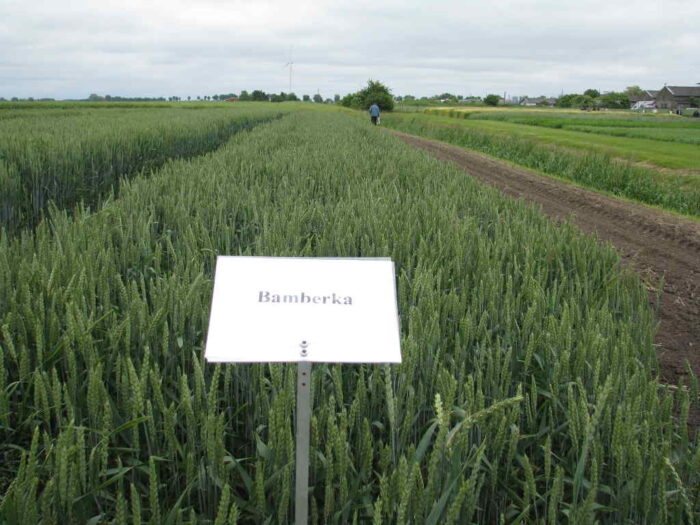 porejestrowe_odmiany_kucman