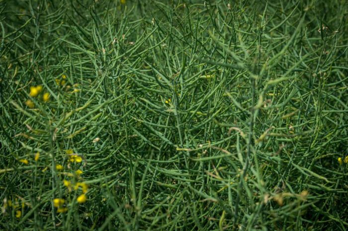 rzepak_luszczyny_odmiany