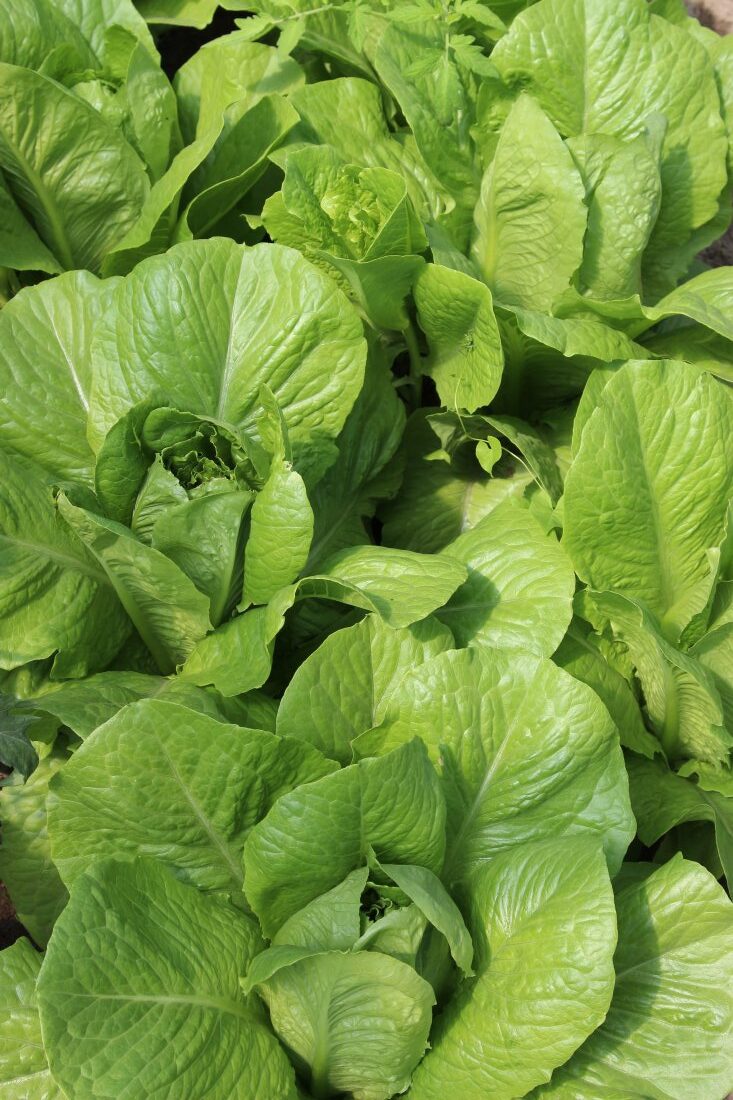 e-bazarek, podkarpacie, podr w Boguchwale, Robert Pieszczoch, sprzedaż produktów rolnych