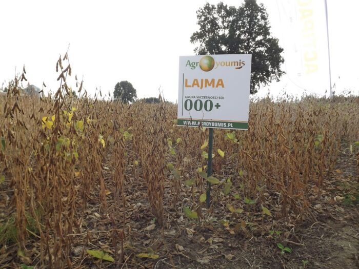 Agroyoumis, warsztaty polowe w Pawłowicach, Natalia Sibirtseva, Marek Michalik