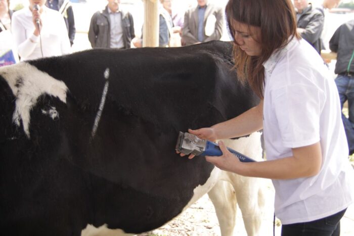 fitting, krowy mleczne, jałówki, wystaw, oprowadzanie