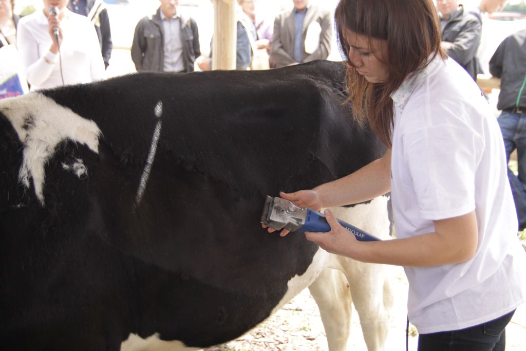 fitting, krowy mleczne, jałówki, wystaw, oprowadzanie
