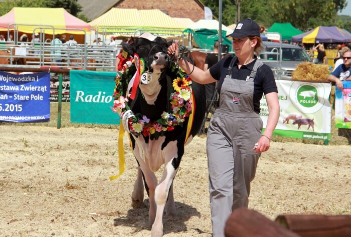 Pomorska Wystawa Bydła Mlecznego w Lubaniu