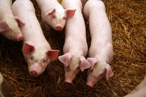 hodowcy zwierząt, bydło, drób, trzoda chlewna, salmonelloza, ubezpieczenie, produkcja zwierzęca, ARiMR,