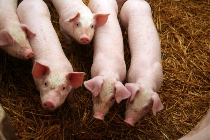 hodowcy zwierząt, bydło, drób, trzoda chlewna, salmonelloza, ubezpieczenie, produkcja zwierzęca, ARiMR,