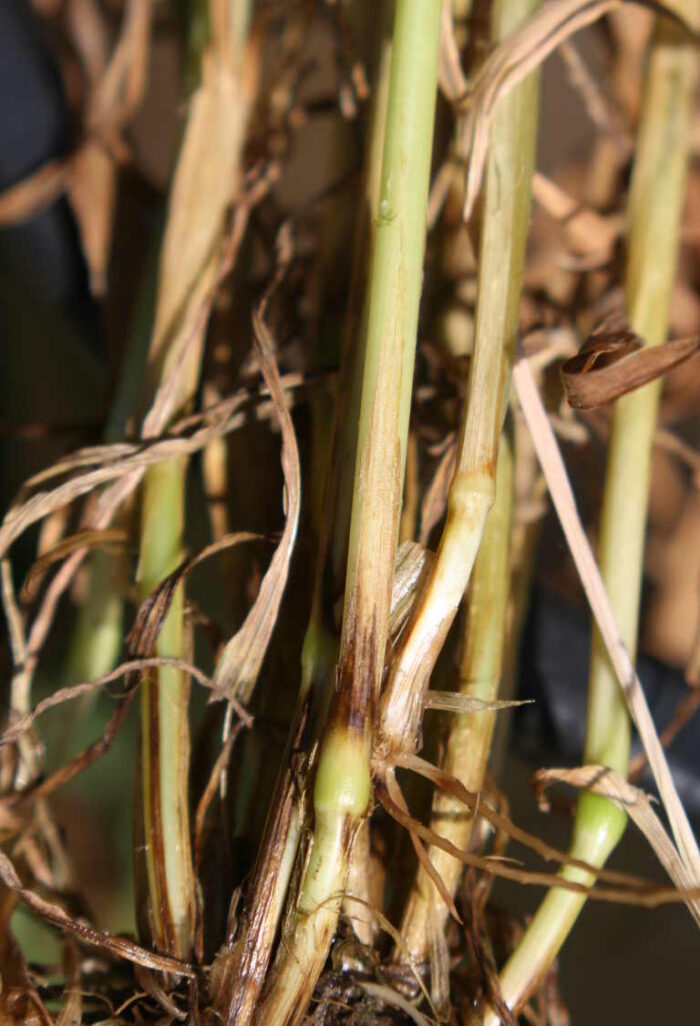 zgorzel_podstawy_zdzbla