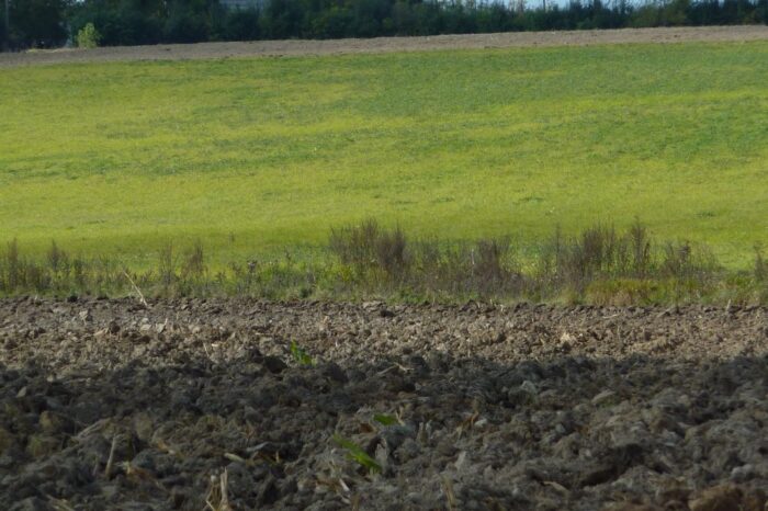 ziemia rolna, dzierżawa gruntów, kształtowanie ustroju rolnego