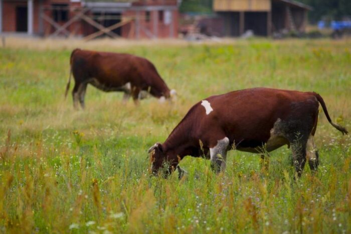 choroba szalonych krów, bse, krzysztof jażdżewski