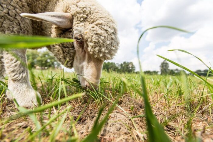 Islandia, choroba owiec, Jonas Eliasson