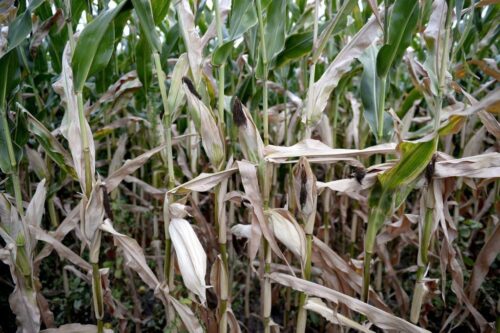 Mazowsze, susza, gmina Drobin, Ivetta Biały