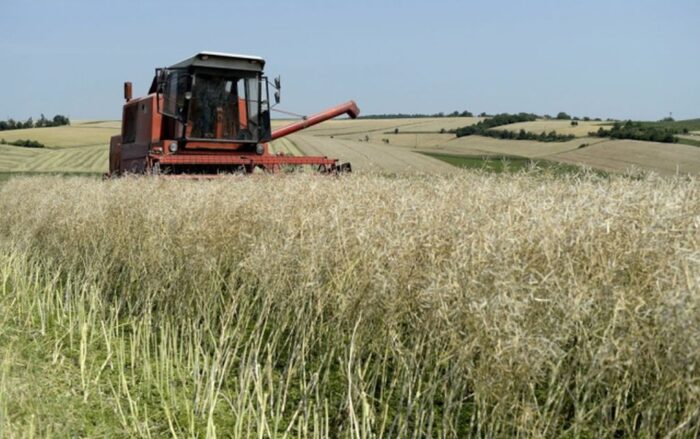 produkcja zbożowa, główny urzad statystyczny, zboża podstawowe