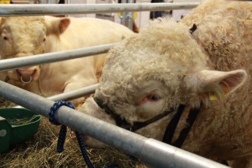 kwota hiltońska, wołowina wysokiej jakości, rynek mięsa