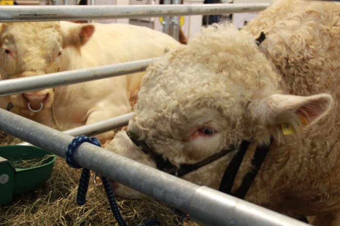 kwota hiltońska, wołowina wysokiej jakości, rynek mięsa