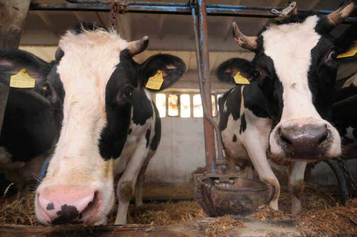 bydlo_na_uwiezi_ekologiczne