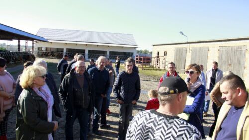 QMP, wołowina, bydło mięsne, certyfikat