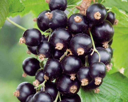 czarna_porzeczka_skup_cena_przetworstwo