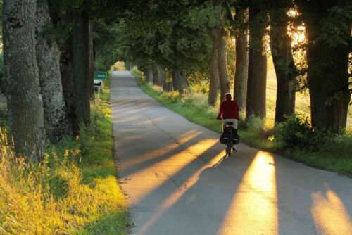 drzewa_droga_warmia_mazury_konkurs