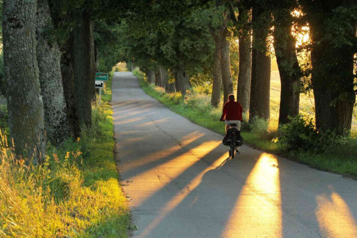 drzewa_droga_warmia_mazury_konkurs