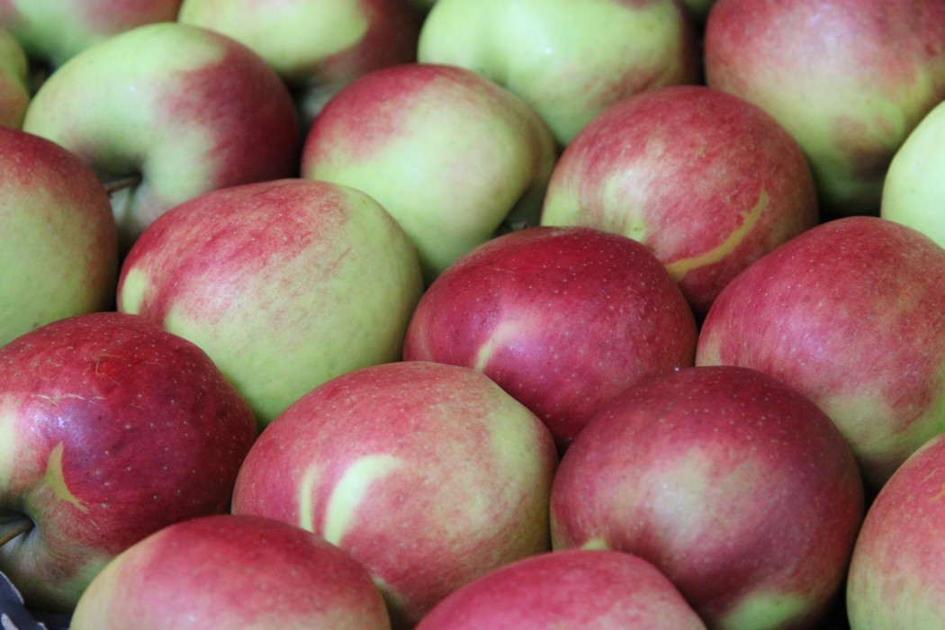 owoce, zbiory owoców, jabłka, Eberhard Makosz, Towarzystwo Rozwoju Sadów Karłowatych