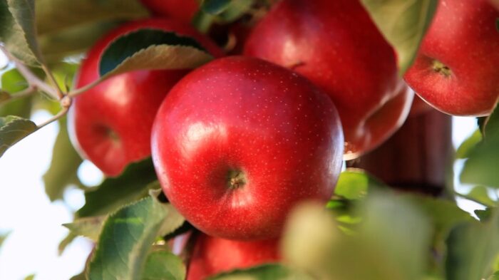 owoce, zbiory owoców, jabłka, Eberhard Makosz, Towarzystwo Rozwoju Sadów Karłowatych