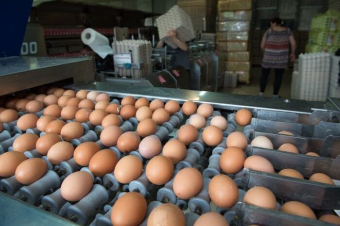 Ceny jaj w Unii Europejskiej nieznacznie poszły w górę.