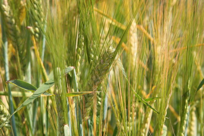 jeczmien_jary_zboza_ceny_rynek