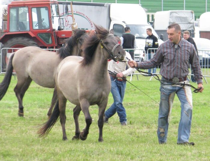 hodowla koni, Polski Związek Hodowców Koni, tadeusz kucman