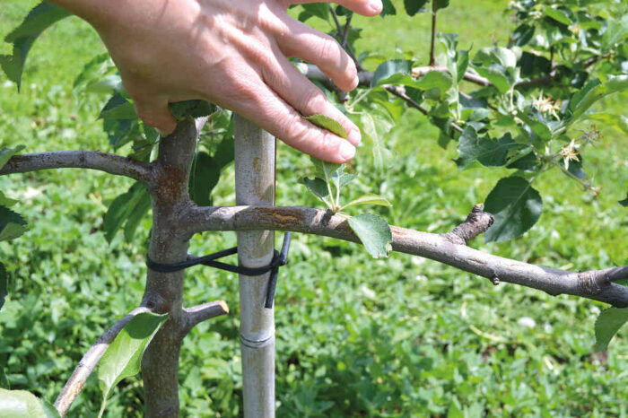 kora_grad_uszkodzenia