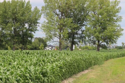 Syngenta, Pola klasy S, uprawa kukurydzy, uprawa buraka cukrowego, pokazy polowe