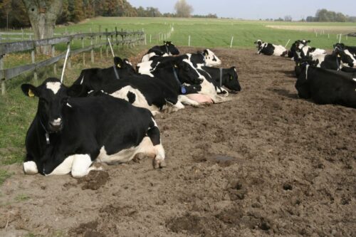 produkcja bydła, jałówki, byki, wolce