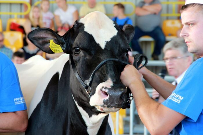 16 regionalna wystawa zwierzat hodowlanych, Minikowo