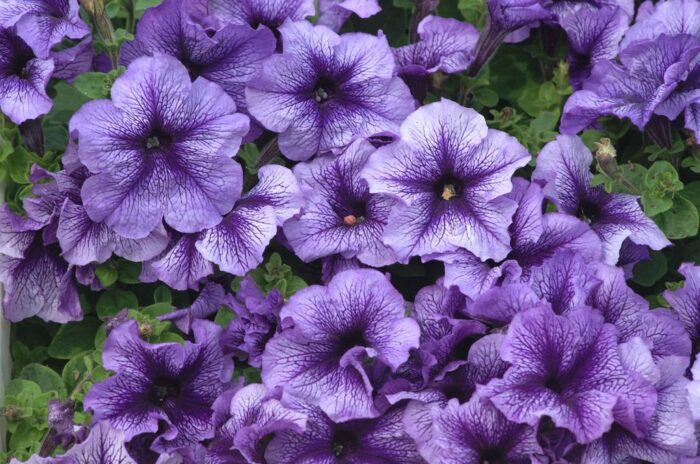 branża kwiaciarska, rośliny ozdobne, jan krzysztof ardanowski, koronawirus