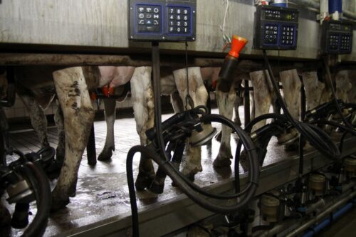 mastitis, krowy mleczne, wymię, liczba komórek somatycznych