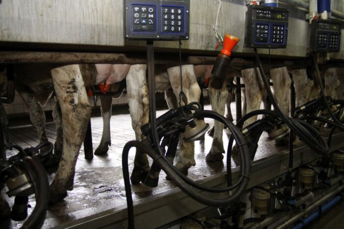 mastitis, krowy mleczne, wymię, liczba komórek somatycznych