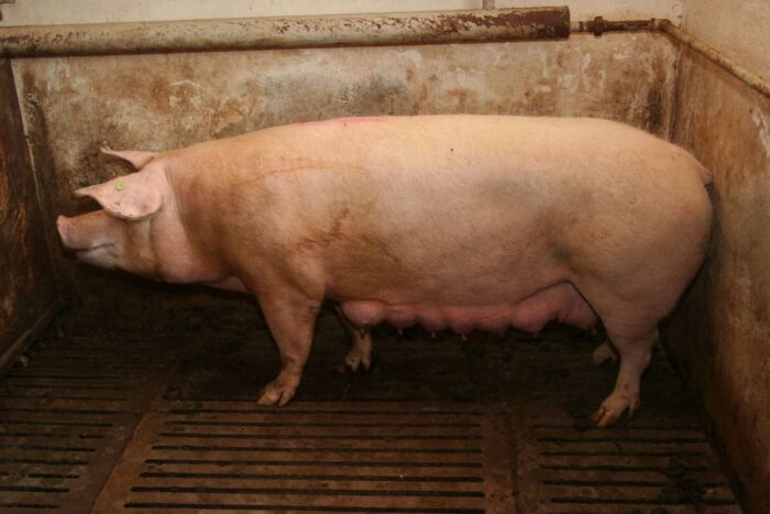 dopłaty dla hodowców krów i świń, dobrostan zwierząt, Europejski Fundusz Rolny, prow 2014-2020