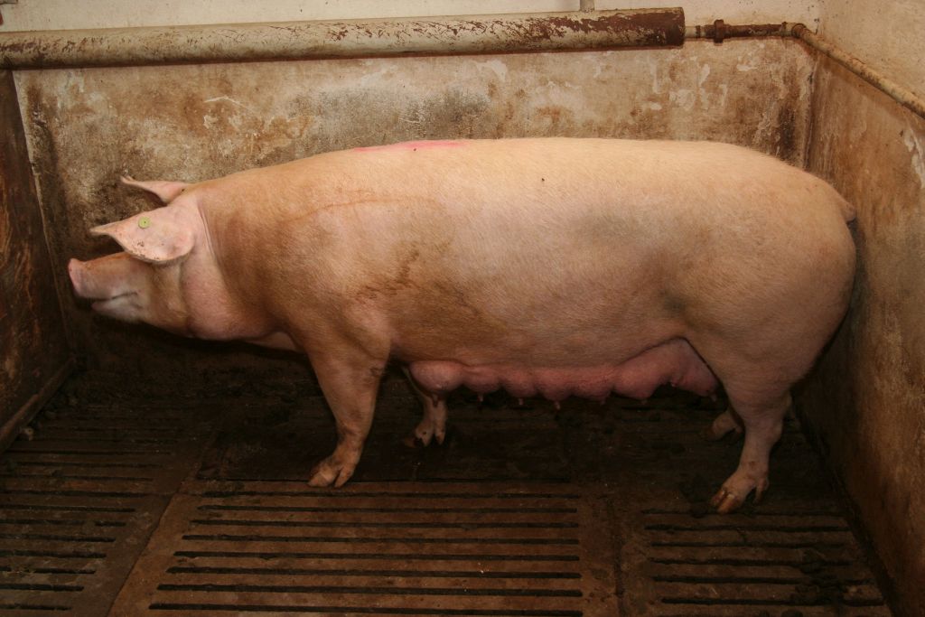 dopłaty dla hodowców krów i świń, dobrostan zwierząt, Europejski Fundusz Rolny, prow 2014-2020