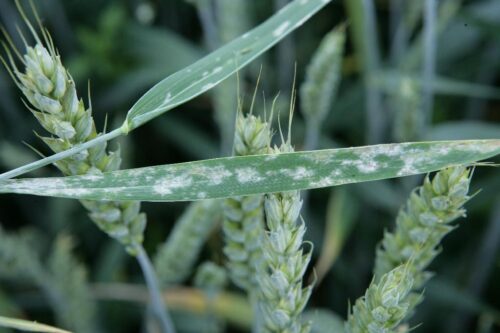 mączniak prawdziwy zbóż