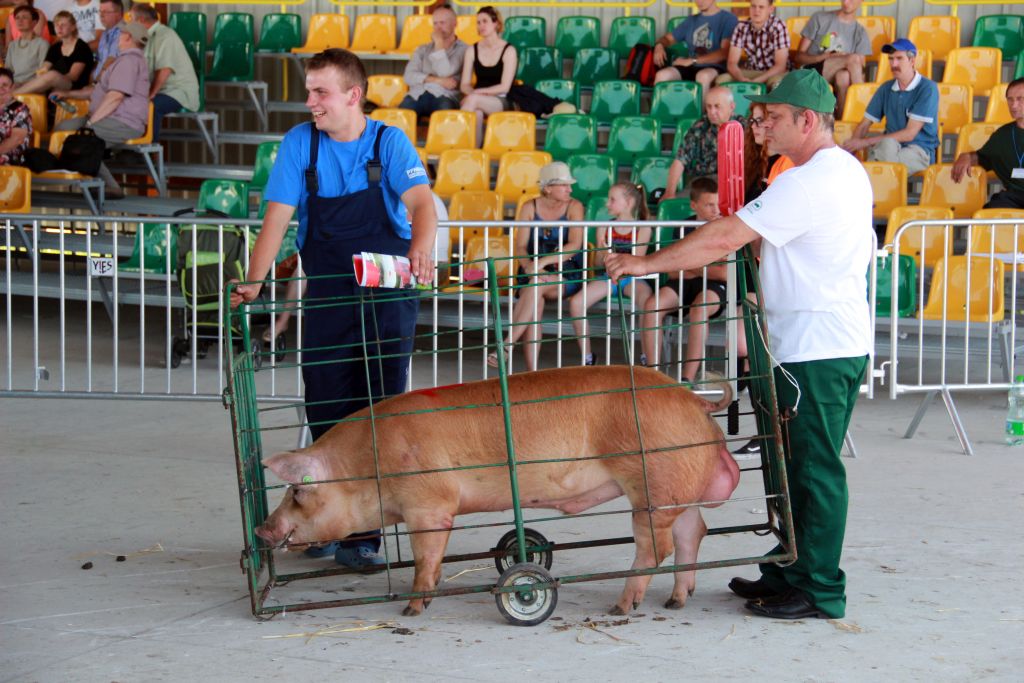 16 regionalna wystawa zwierzat hodowlanych, Minikowo