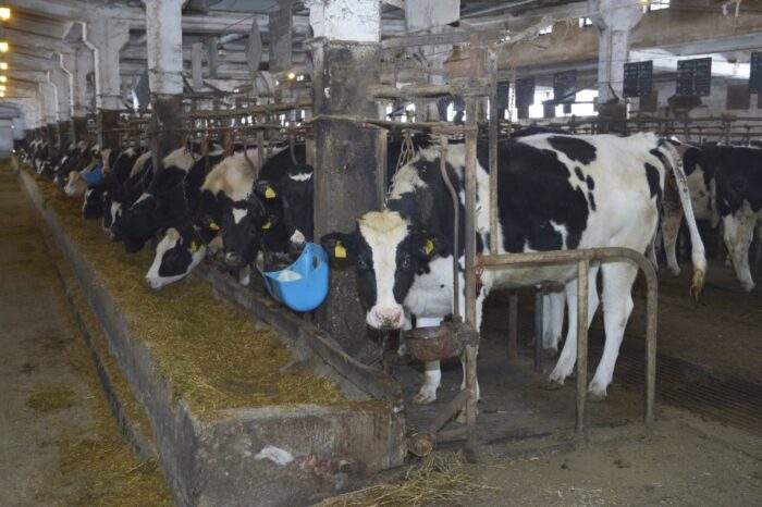 raport Zmiany preferencji Polaków w zakresie konsumpcji żywności, dariusz winek, Bank BGŻ BNP Paribas