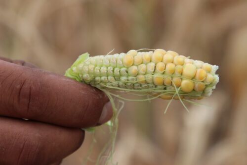 susza, niedobór wody, susza rolnicza, susza 2020