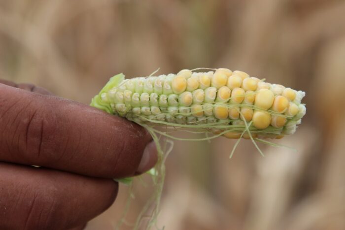 susza, niedobór wody, susza rolnicza, susza 2020