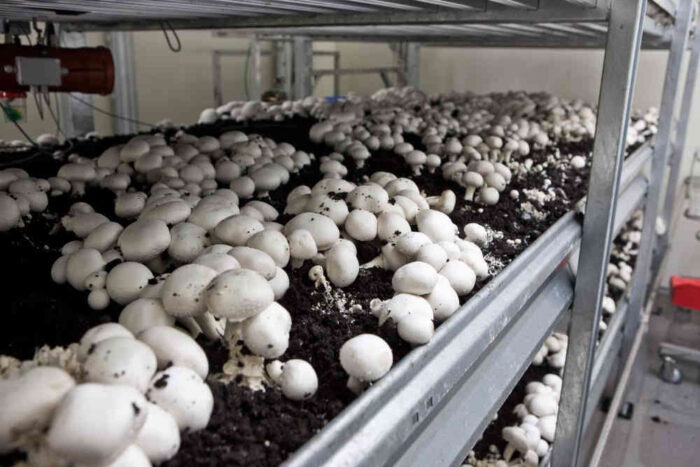 pieczarki_dotacje_unia_arimr