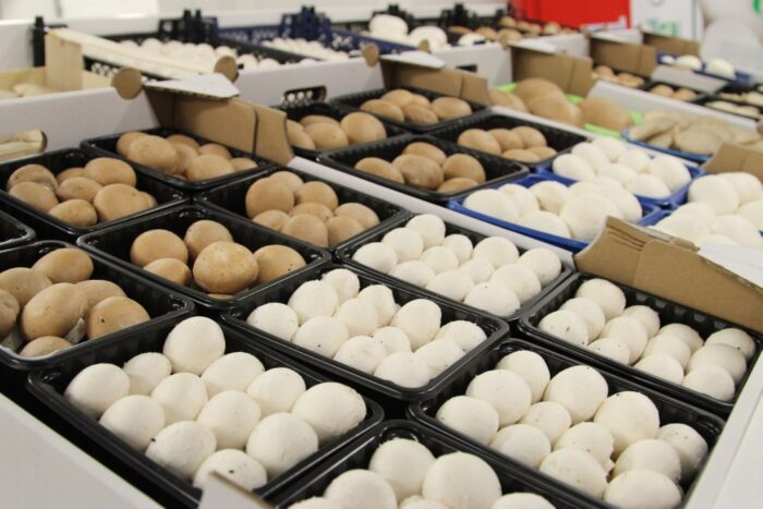 produkcja pieczarek, eksport pieczarek, konsumpcjja pieczarek, Polski Instytut Ekonomiczny