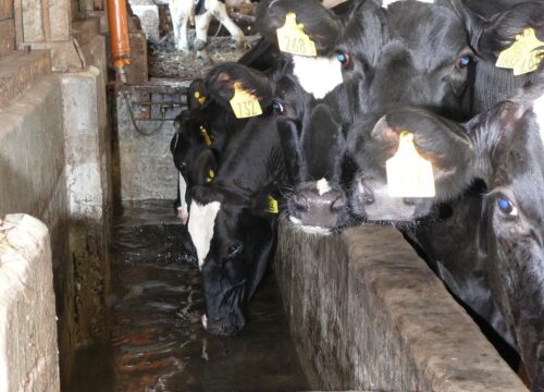 poidło krowa mleczna