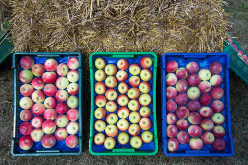 polskie_jablka_eksport_usa_minister_rolnictwa