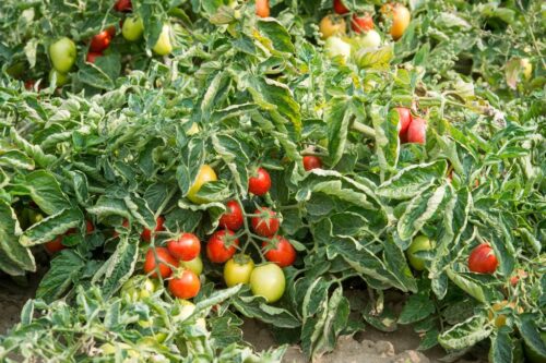 pomidor, produkcja pomidorów, rynek warzyw