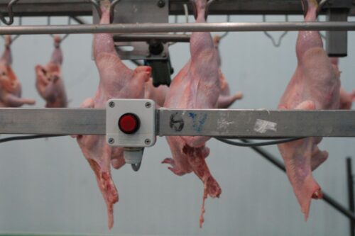 drób, przetwórstwo drobiu, ubojnia drobiu, rynek drobiu